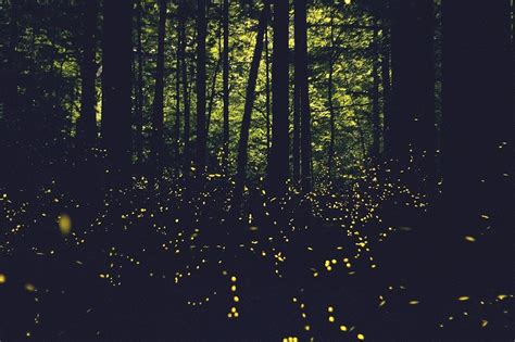Fireflies In The Dark