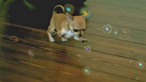 Dogs Chasing Bubbles And Winning Mental Floss
