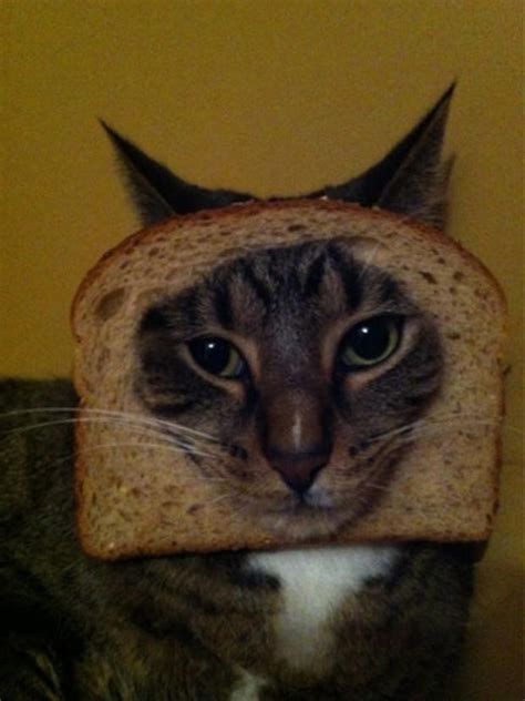 Breading Cats Is Latest Web Photo Fad Cbs News
