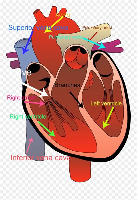 Circulatory System Clipart Human Heart No Background Png Download Pinclipart