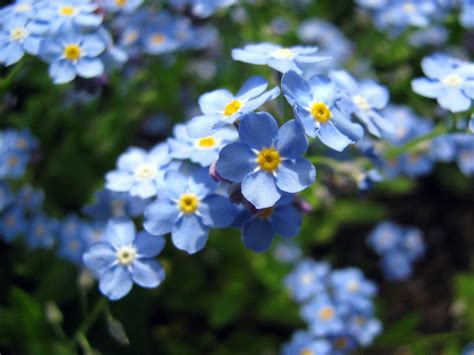Beautiful Blue Forget Me Not Flower Blue Wallpaper 34680851 Fanpop