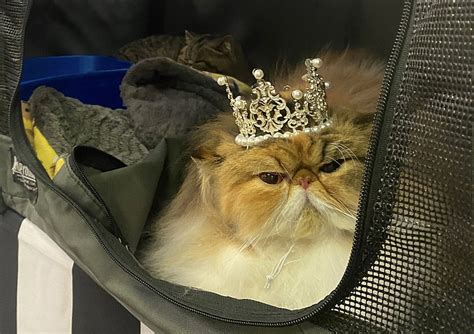 Little Rock Cat Show Back After 19 Year Hiatus With Contests For Fancy