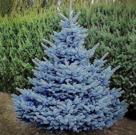 Baby Blue Spruce Semi Dwarf Evergreen Tree — Plantingtree