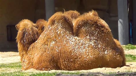 They shed their fiber in clumps consisting of both coats and they produce about 15 pounds (2 kg) of fiber annually. Bactrian Camels - YouTube