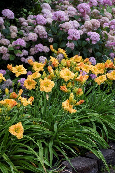 Daylily Care Planting And Growing Guide Garden Design