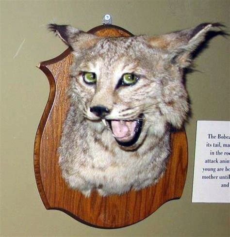 Taxidermy Gone Wrong What Happens When Taxidermists Fail