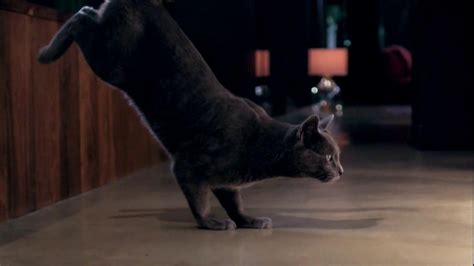 This commercial makes me want to adopt a cat just so that i can never feed it sheba. Sheba TV Commercial, 'Dancing' Feat. Eva Longoria, Song by ...