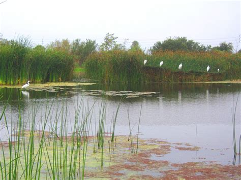 Jocelyn Enevoldsen Coastal Wetlands Recovery In Southern California