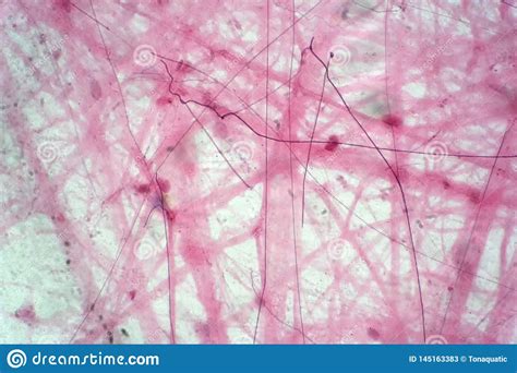 Areolar Connective Tissue Under The Microscope View Stock Image Image