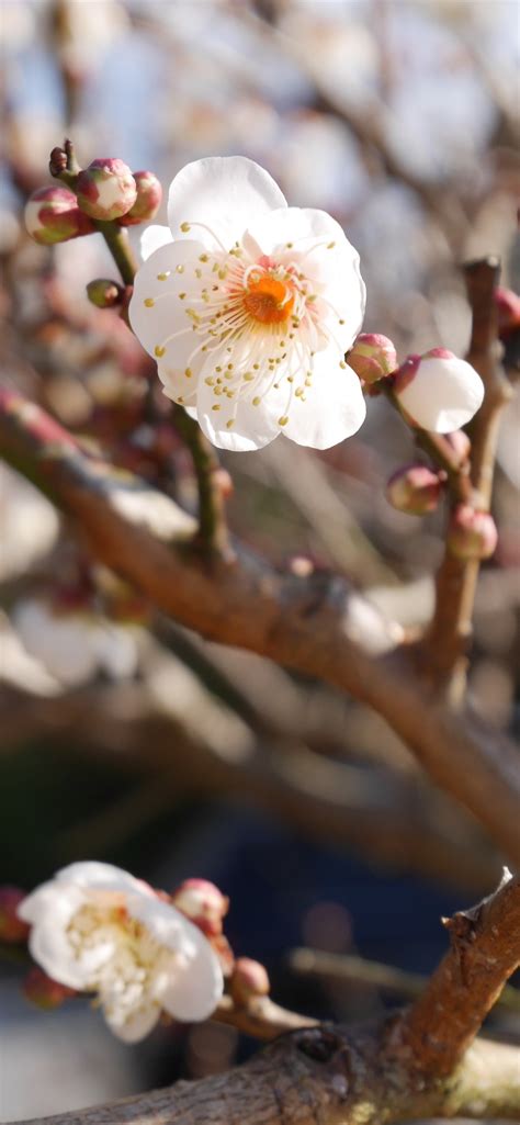 White Plum Flowers Bloom Twigs Spring 1242x2688 Iphone 11 Proxs Max