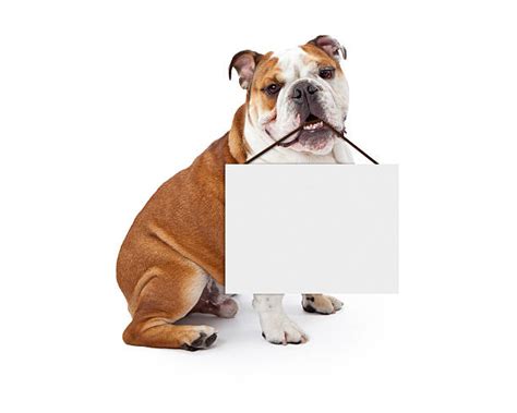 Dog Holding Sign Stock Photos Pictures And Royalty Free Images Istock