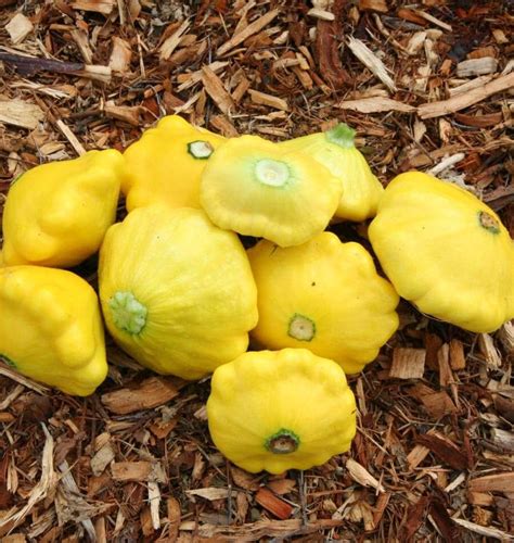 Sunburst Squash Sunburst Squash Organic Vegetable Garden Heirloom