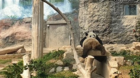 Macau Giant Panda Pavilion 2019 All You Need To Know Before You Go