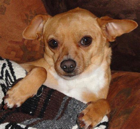 Can A Female Chihuahua Breed With A Large Dog