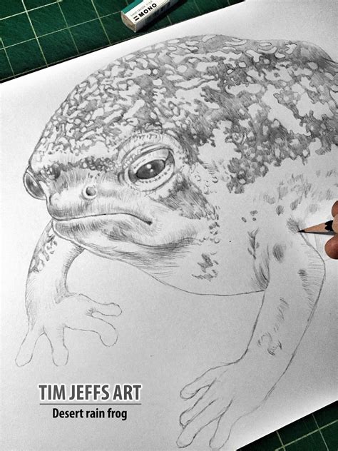 Desert Rain Frog Wip 1 This Unique Frog Is Small Plump Has