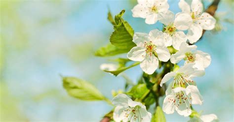 Pourquoi Le Printemps Commence Le 20 Mars Cette Année Et Non Le 21 L