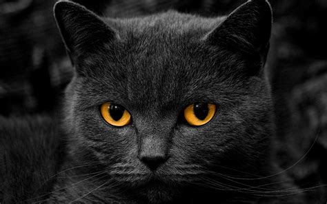 Cat HD Wallpapers 1080p (64+ images)