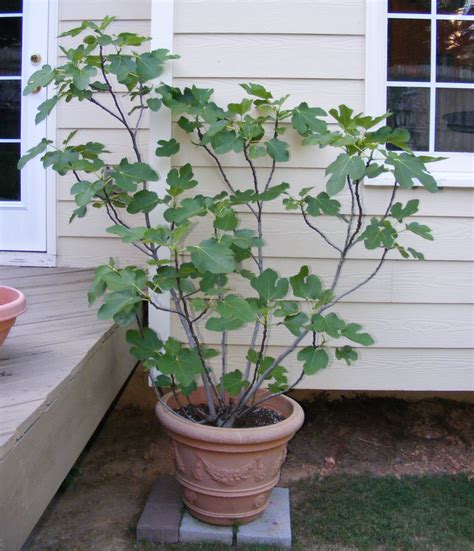 Which types and sizes of pots to choose to maintain healthy root systems. fig tree in pot - Google Search | Growing fig trees ...