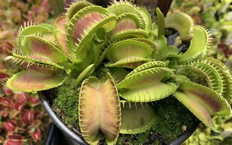 How Big Can Venus Flytraps Get And Other Faqs Toms Carnivores