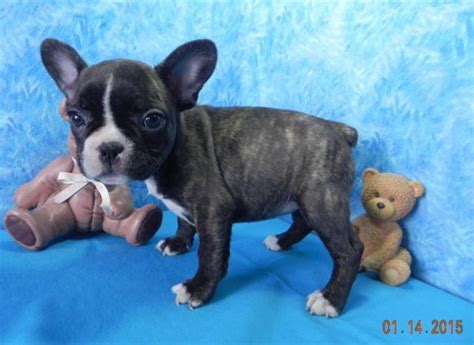 If you are looking to adopt or buy a bulldog take a look here! french bulldog akc puppies for Sale in Nashville, Michigan ...