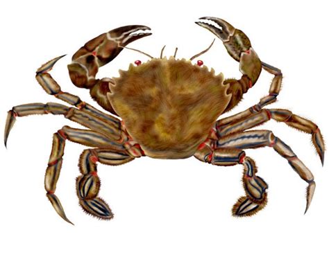 Se si desidera acquistare granchi blu freschi per cucinare e mangiare a casa, essere pronti a gestire granchi vivi. Crostacei in cucina: Granchio comune Liocarcinus depurator ...