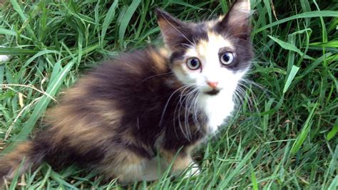 Free Outdoor Kittens Should You Allow Your Cat To Go Outside Find