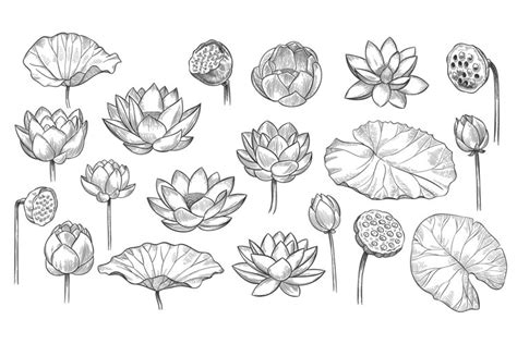 Lotus Sketch Floral Composition Lotus Flowers And Leaves M