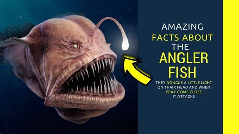 True Facts And A Haiku About The Angler Fish Youtube