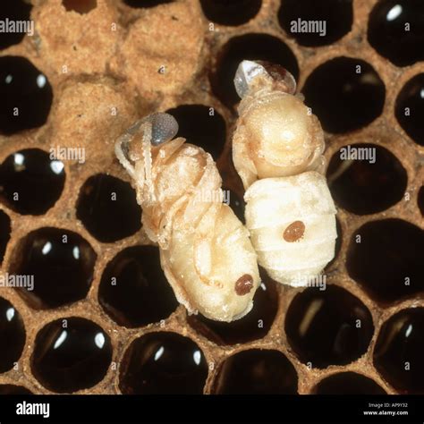 Honey Bee Apis Mellifera Pupa With Varroa Mites Which Infect The Bee S