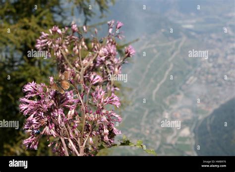 Flowers Swiss Alps Stock Photo Alamy