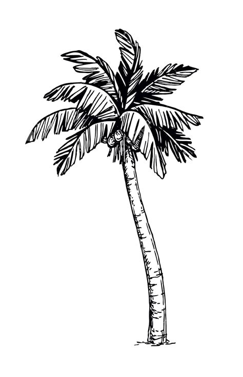 gambar pohon kelapa  mewarnai belajarmewarnaiinfo