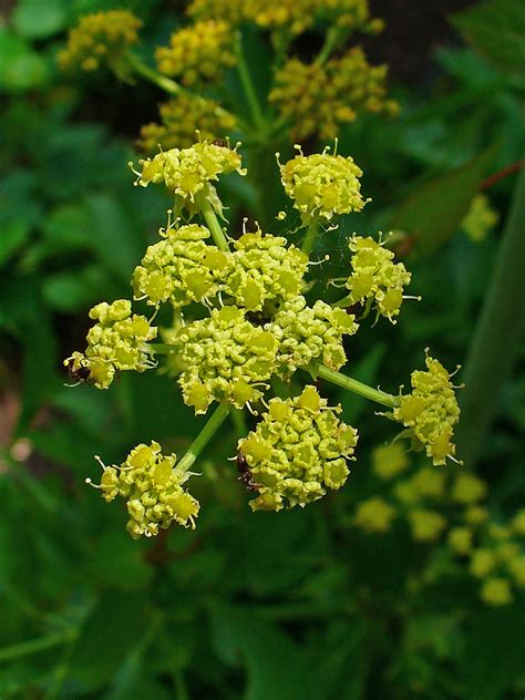 Both common and water hemlock are in this family, as is giant hogweed, the juice of which can give you serious burns if it gets on you in the sunlight. Lovage or Love's Ache ⋆ Sarah Sexy Plants
