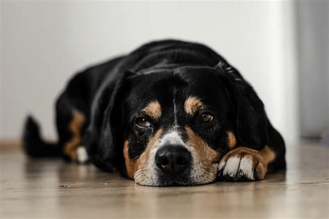 Symptoms Of An Infected Dog Wound Every Owner Should Know Fauna Care
