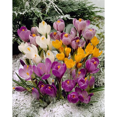 Bloomsz Snow Crocus Mix 30 Bulbs 30 Pack 08944 The Home Depot