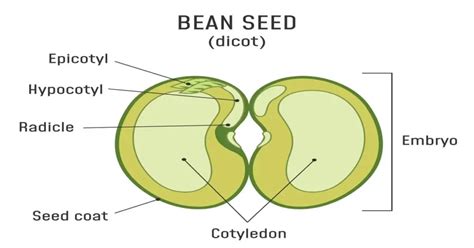 Parts Of A Seed And Their Functions Giy Plants