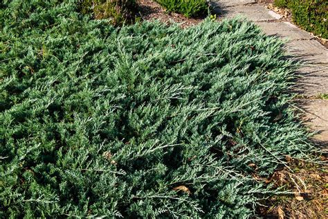 How To Grow And Care For Creeping Juniper Gardener’s Path