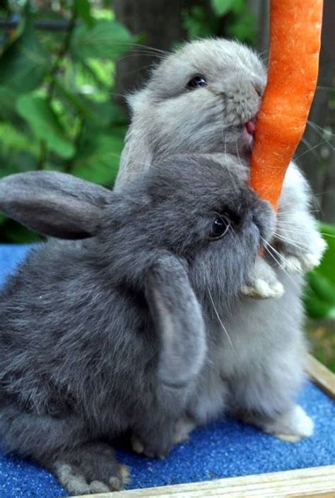 7 Foolproof Tips For Keeping Your Bunny Active And Happy