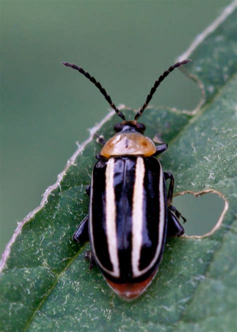 Striped Cucumber Beetle Mike Powell