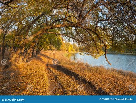 Autumn Wood On The River Bank Stock Photo Image Of Natural Beauty