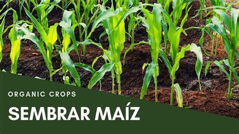 Aprende A Sembrar Maiz En Casa Zea Mays Organic Crops Youtube