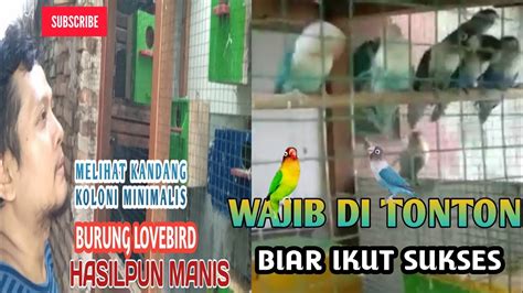 Bagi kamu yang tertarik untuk mengambil peluang ini, tidak ada salahnya mulai beternak burung lovebird. KANDANG KOLONI LOVEBIRD MINIMALIS,, HASIL PANENPUN MANIS ...