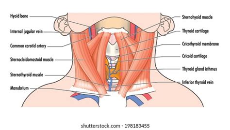 Is a delicate, subcutaneous muscle separating the skin from the deeper anterior muscles of the neck. Neck Muscles Images, Stock Photos & Vectors | Shutterstock