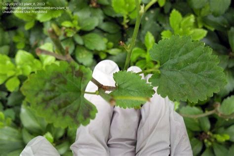 Fruiting mulberry trees are native to asia, the middle east, and the eastern half of north america. PlantFiles Pictures: White Mulberry (Morus alba) by jaoakley