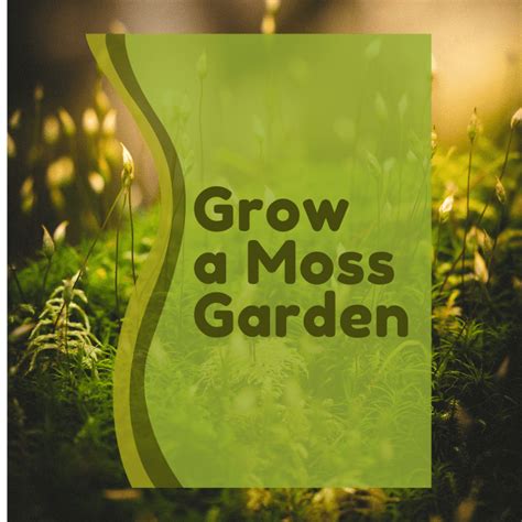 How To Grow Moss Dengarden