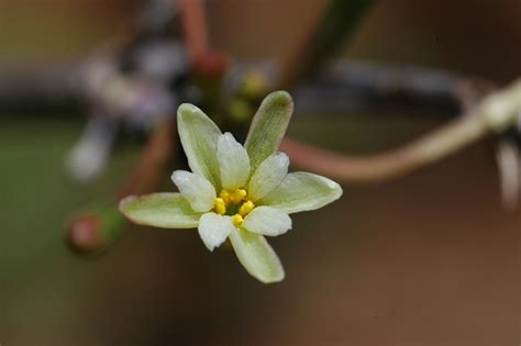 Shop this adenia venenata today. Am Standort - Mbuyu