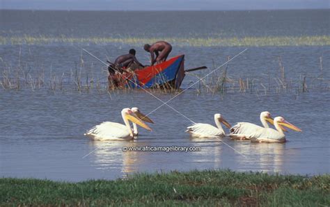 Photos And Pictures Of Man On Papyrus Boat Collecting Reeds From Lake Awassa Awassa Ethiopia