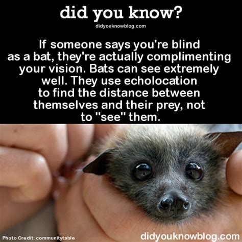 Are Bats Actually Blind Blinds