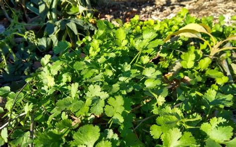 Water cilantro plants once per week during the first two months of growth to keep the soil from harvest cilantro leaves any time after the plants have reached 6 inches in height, which typically. Growing cilantro in Southern California - Greg Alder's ...