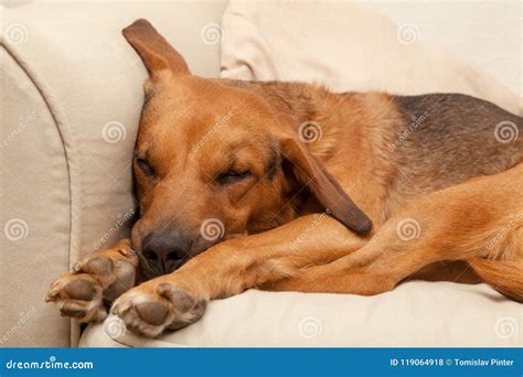 Cute Sleepy Dog Stock Photo Image Of Domestic Lying 119064918