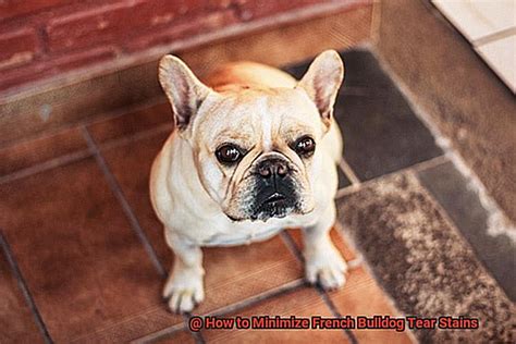 How To Minimize French Bulldog Tear Stains